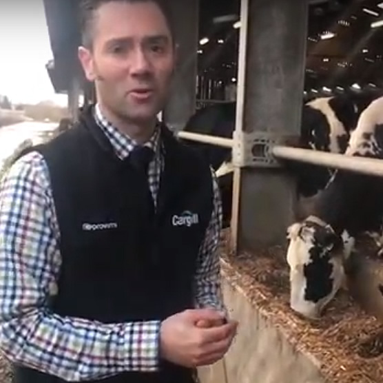 The Importance Of Feeding Transition Cow Minerals - Buyrite Solutions