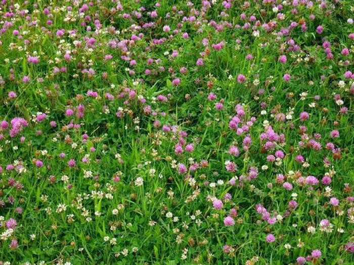 Clovermax Red Clover Mix 5KG