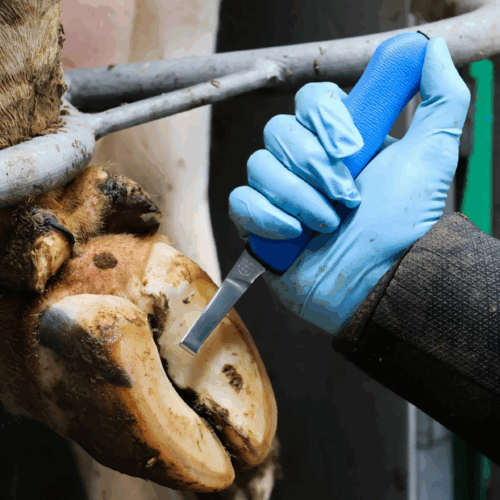 Hoof Care