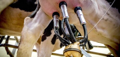 Udder Care