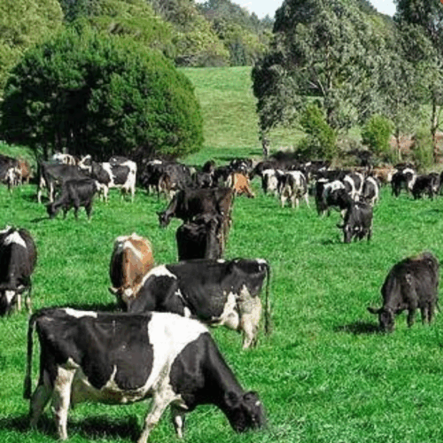 Magnesium/Grass Tetany