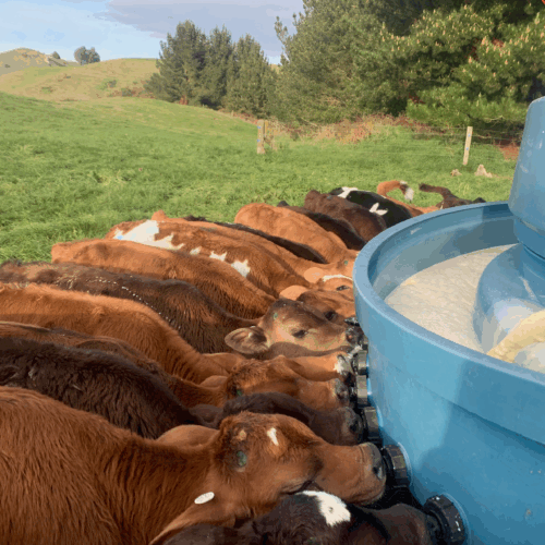Calving