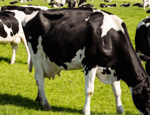 A Farmer’s Step-by-Step Guide to Grassland Reseeding 